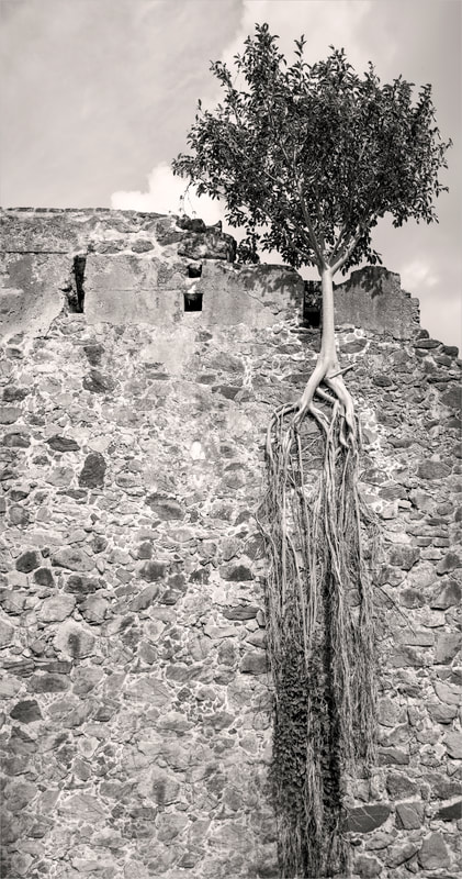 David Lee Black fine art photography of abandoned sugar cane mill and lone tree in St. John, U.S. Virgin Islands. 
