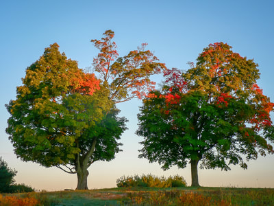 Noted Boston fine art photographer David Lee Black explores the seasons of Two Trees in Autumn, Mount Pollusk, Amherst, Massachusetts. 