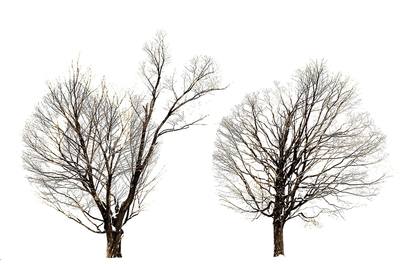 Noted Boston fine art photographer David Lee Black explores the seasons of Two Trees in Winter, Mount Pollusk, Amherst, Massachusetts.